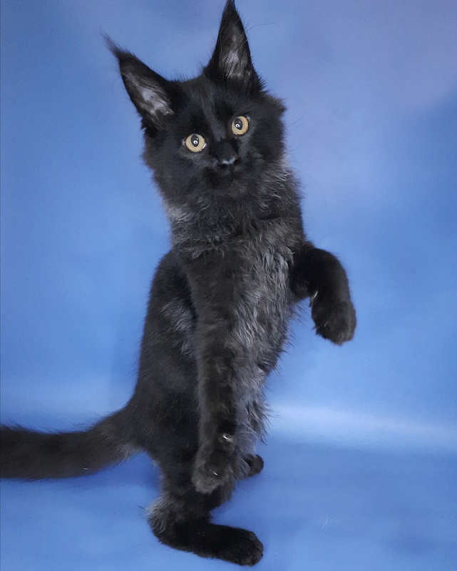 Gatto Fantastico Quentin - Kitten maine-coon 4 months 3.5 weeks
