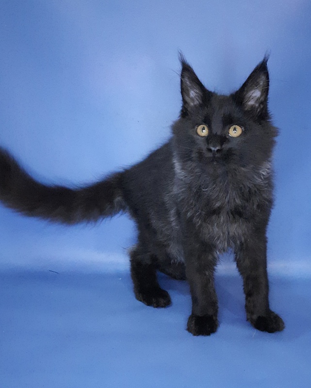 Gatto Fantastico Quentin - Kitten maine-coon 4 months 3.5 weeks