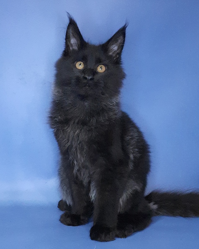 Gatto Fantastico Quentin - Kitten maine-coon 4 months 3.5 weeks