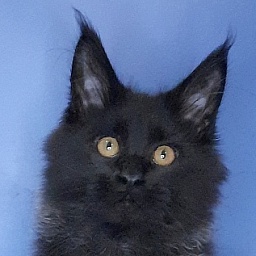 Gatto Fantastico Quentin