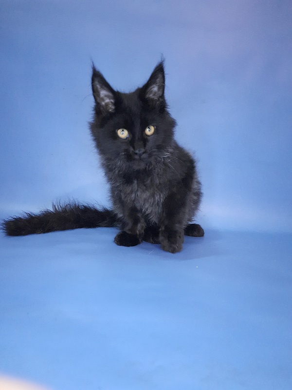 Gatto Fantastico Quentin - Kitten maine-coon 4 months 3 weeks