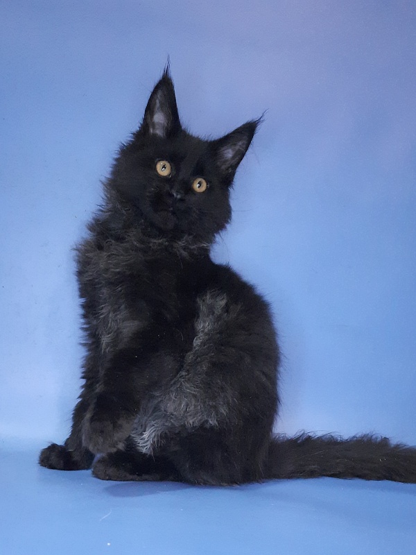 Gatto Fantastico Quentin - Kitten maine-coon 4 months 3 weeks