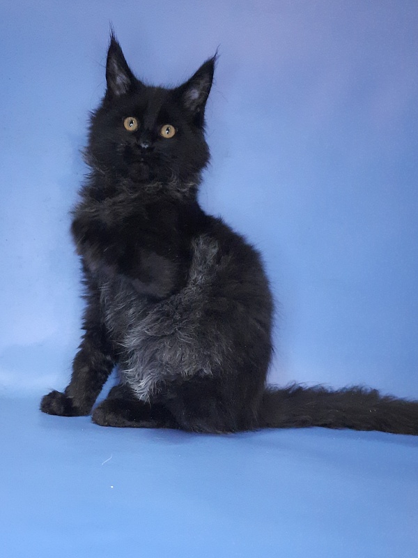 Gatto Fantastico Quentin - Kitten maine-coon 4 months 3 weeks