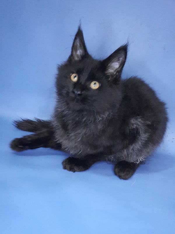 Gatto Fantastico Quentin - Kitten maine-coon 4 months 3 weeks