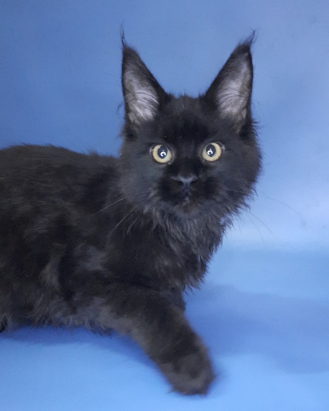 Gatto Fantastico Queen's Pearl - Kitten maine-coon 4 months 3 weeks