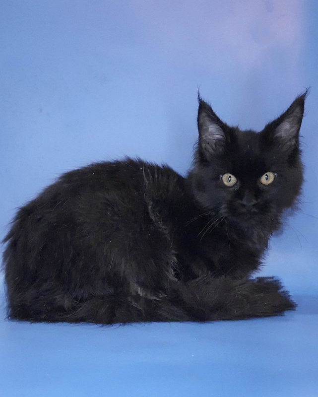 Gatto Fantastico Queen's Pearl - Kitten maine-coon 4 months 3 weeks