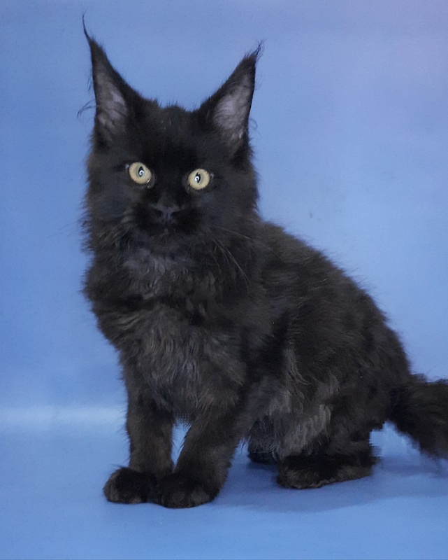 Gatto Fantastico Queen's Pearl - Kitten maine-coon 4 months 3 weeks