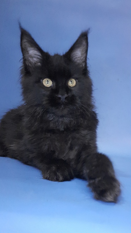 Gatto Fantastico Queen's Pearl - Kitten maine-coon 4 months 3 weeks