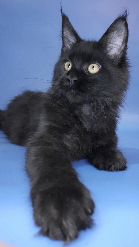 Gatto Fantastico Queen's Pearl - Kitten maine-coon 4 months 3 weeks