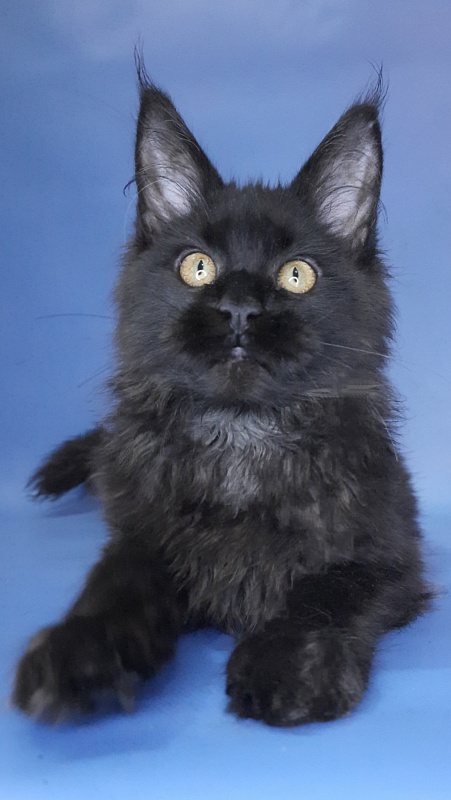 Gatto Fantastico Queen's Pearl - Kitten maine-coon 4 months 3 weeks