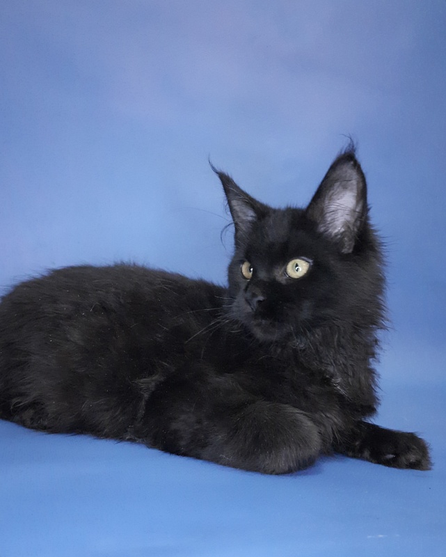 Gatto Fantastico Queen's Pearl - Kitten maine-coon 4 months 3 weeks