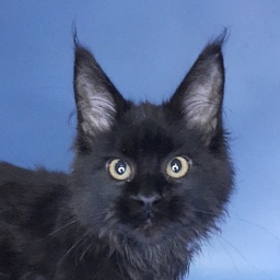 Gatto Fantastico Queen's Pearl
