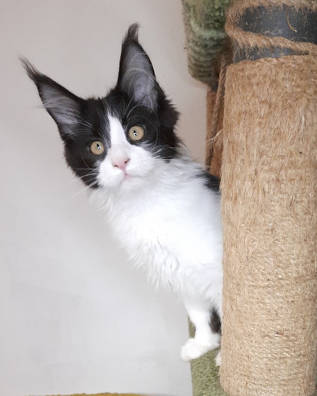 Gatto Fantastico Questa - Kitten maine-coon 4 months 2 weeks