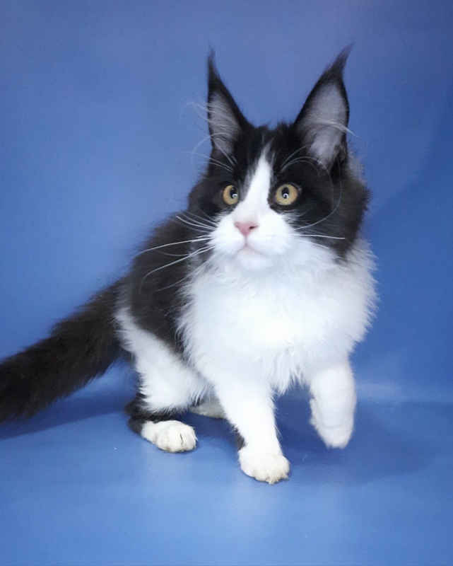 Gatto Fantastico Questa - Kitten maine-coon 4 months 3.5 weeks