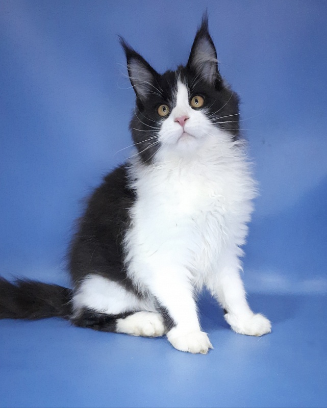 Gatto Fantastico Questa - Kitten maine-coon 4 months 3.5 weeks