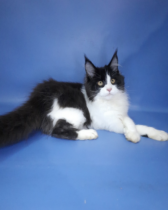Gatto Fantastico Questa - Kitten maine-coon 4 months 3.5 weeks