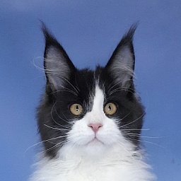 Gatto Fantastico Questa