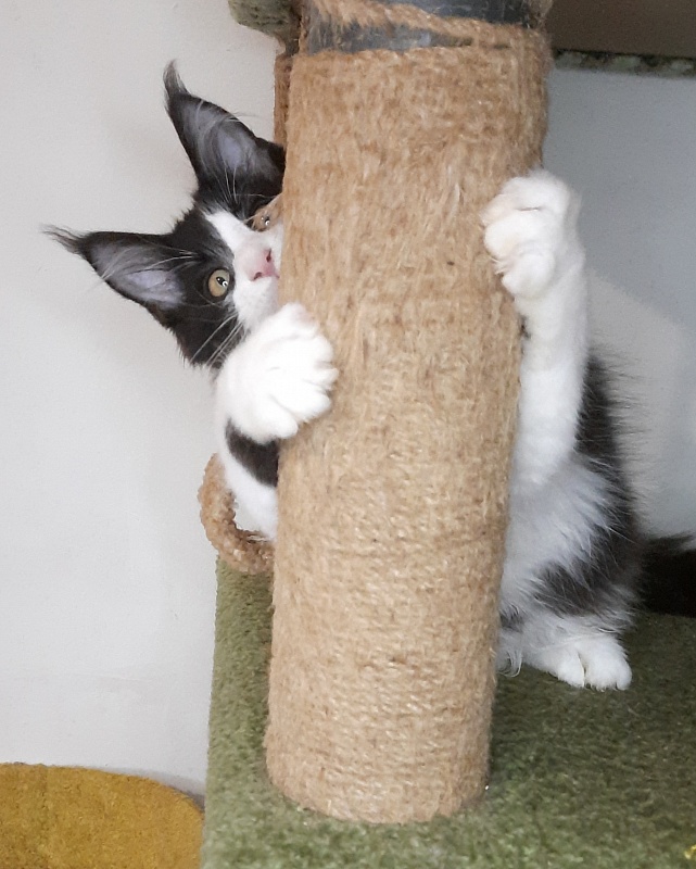 Gatto Fantastico Questa - Kitten maine-coon 4 months 2 weeks