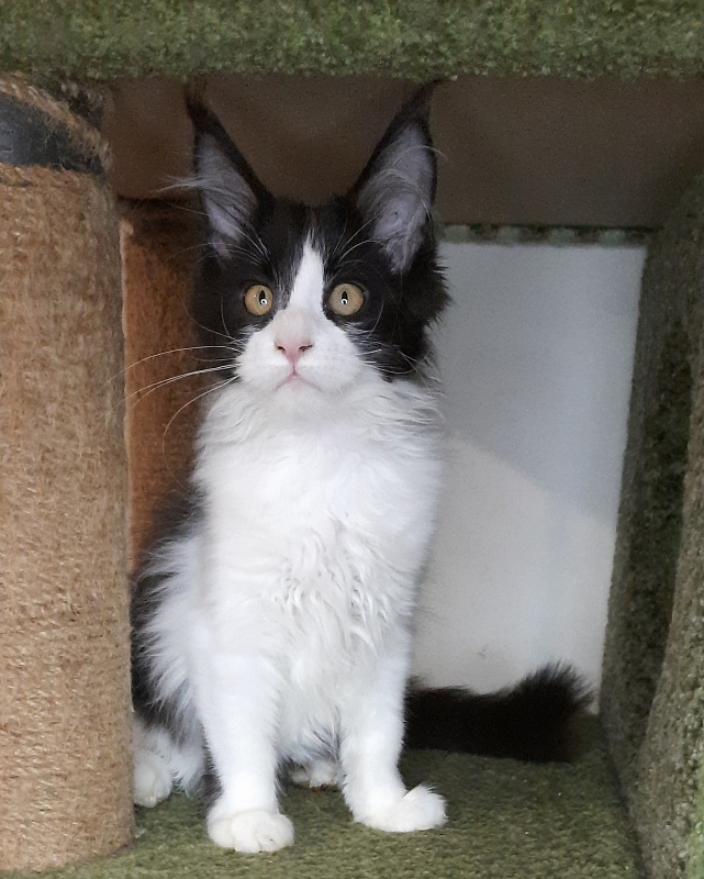 Gatto Fantastico Questa - Kitten maine-coon 4 months 2 weeks