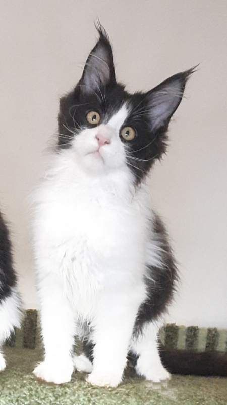 Gatto Fantastico Questa - Kitten maine-coon 4 months 2 weeks