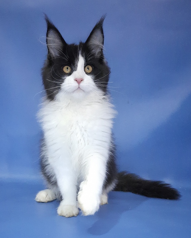 Gatto Fantastico Questa - Kitten maine-coon 4 months 3.5 weeks