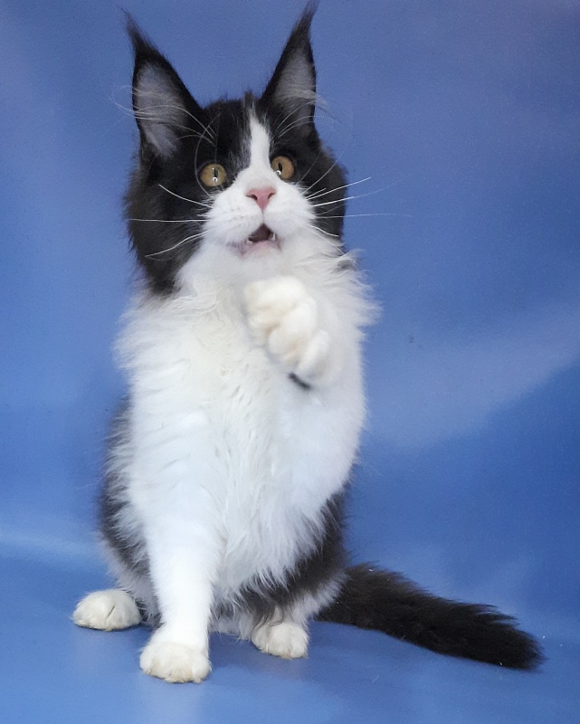 Gatto Fantastico Questa - Kitten maine-coon 4 months 3.5 weeks