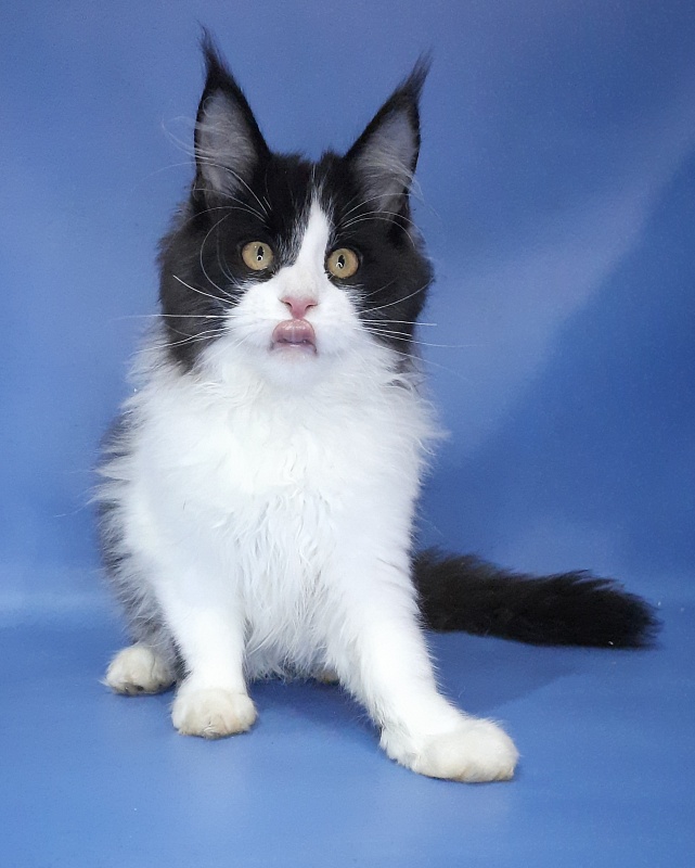 Gatto Fantastico Questa - Kitten maine-coon 4 months 3.5 weeks