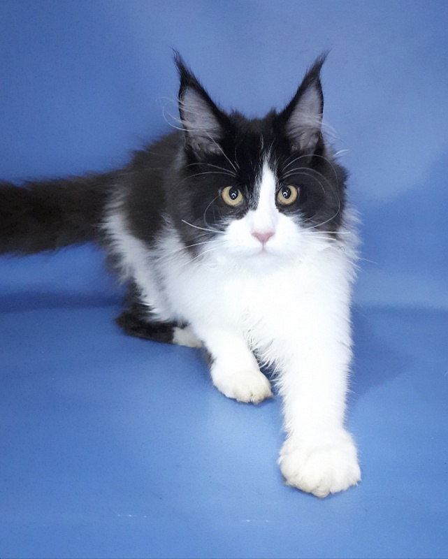 Gatto Fantastico Questa - Kitten maine-coon 4 months 3.5 weeks