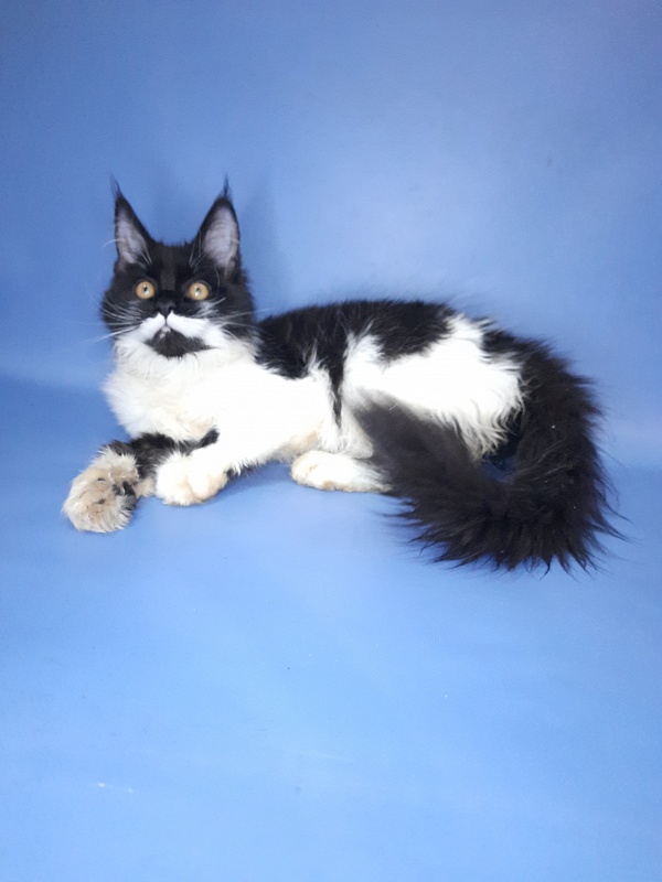 Gatto Fantastico Quinta - Kitten maine-coon 4 months 3 weeks