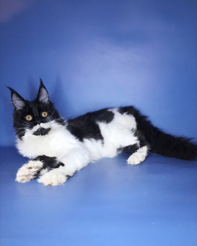 Gatto Fantastico Quinta - Kitten maine-coon 6 months