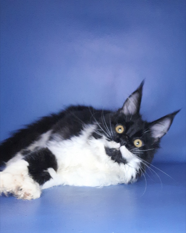 Gatto Fantastico Quinta - Kitten maine-coon 6 months