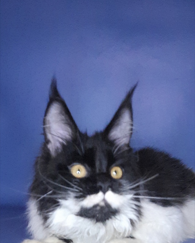Gatto Fantastico Quinta - Kitten maine-coon 6 months