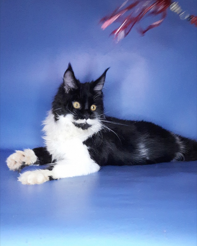 Gatto Fantastico Quinta - Kitten maine-coon 6 months