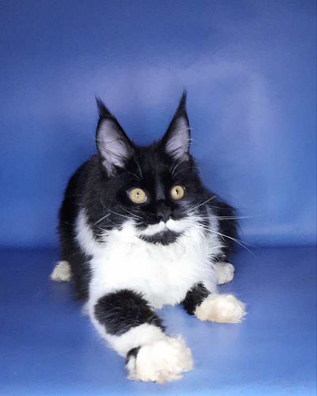 Gatto Fantastico Quinta - Kitten maine-coon 6 months
