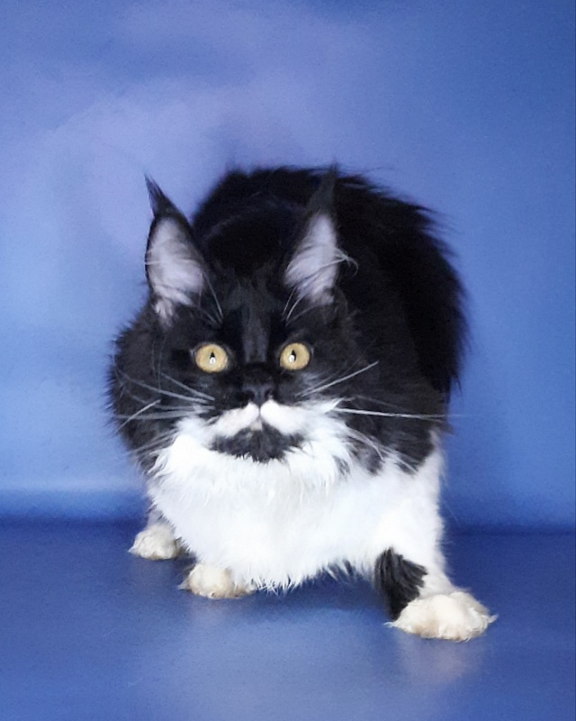 Gatto Fantastico Quinta - Kitten maine-coon 6 months