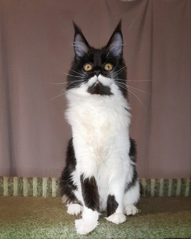 Gatto Fantastico Quinta - Kitten maine-coon 6 months 3 weeks