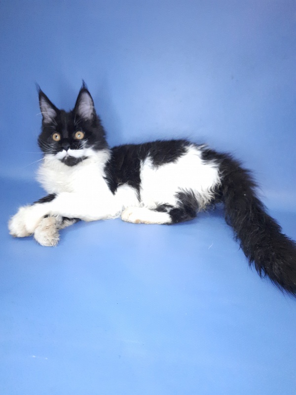 Gatto Fantastico Quinta - Kitten maine-coon 4 months 3 weeks