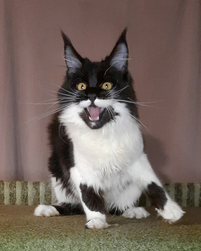 Gatto Fantastico Quinta - Kitten maine-coon 6 months 3 weeks