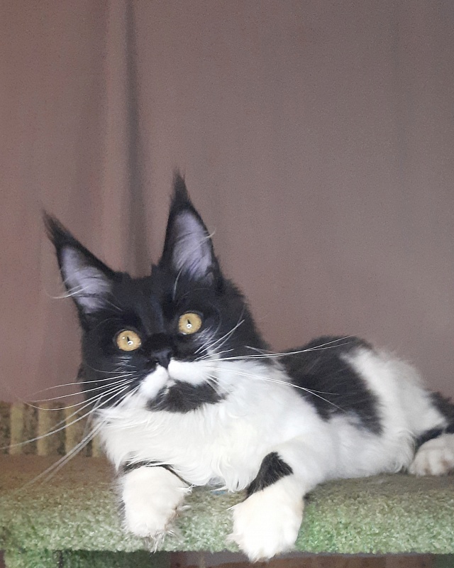 Gatto Fantastico Quinta - Kitten maine-coon 6 months 3 weeks