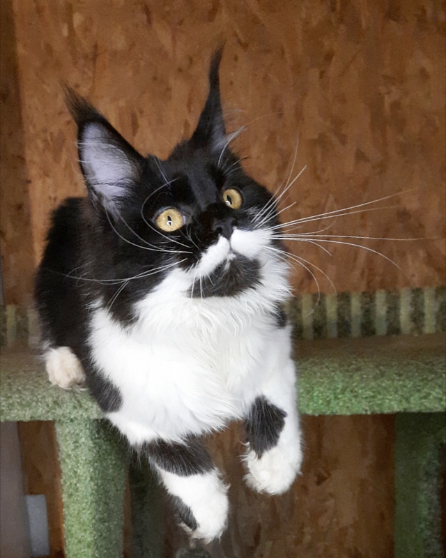 Gatto Fantastico Quinta - Kitten maine-coon 6 months 3 weeks