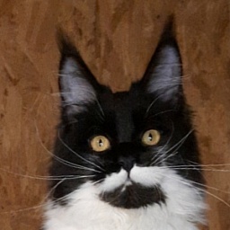 Gatto Fantastico Quinta