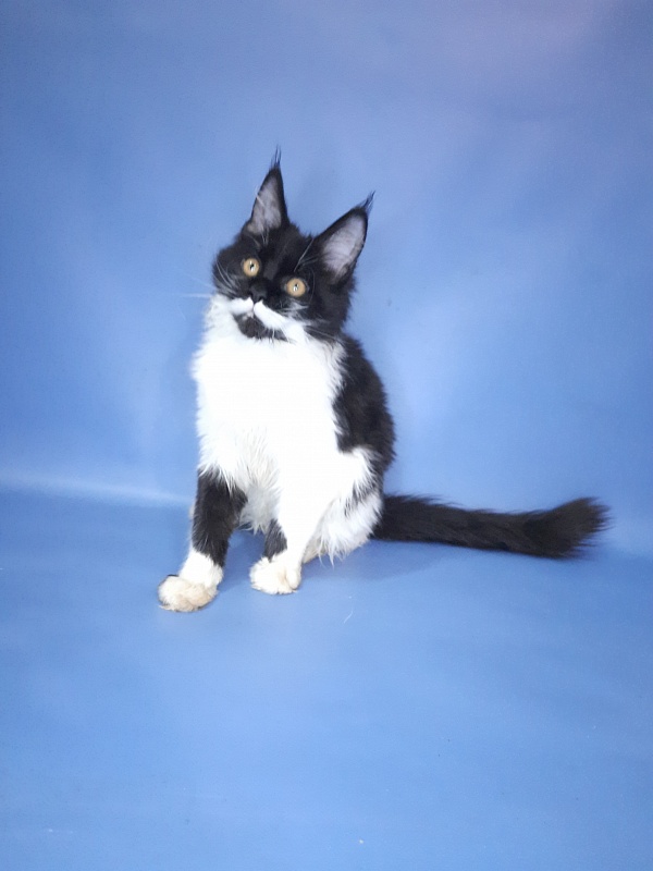Gatto Fantastico Quinta - Kitten maine-coon 4 months 3 weeks