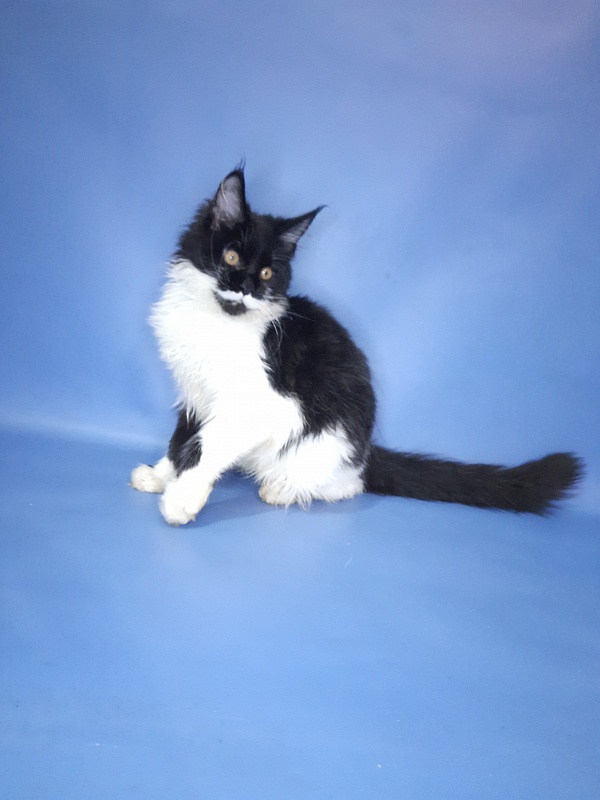 Gatto Fantastico Quinta - Kitten maine-coon 4 months 3 weeks