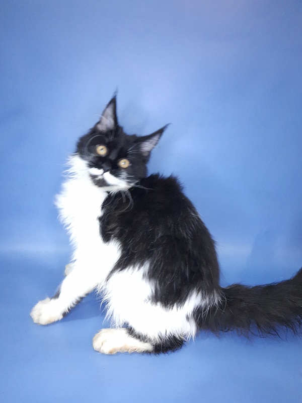 Gatto Fantastico Quinta - Kitten maine-coon 4 months 3 weeks