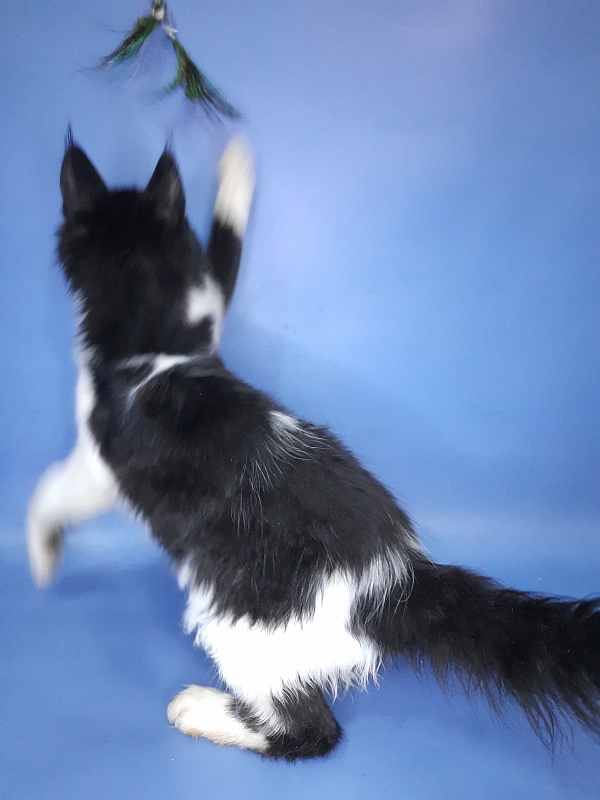 Gatto Fantastico Quinta - Kitten maine-coon 4 months 3 weeks