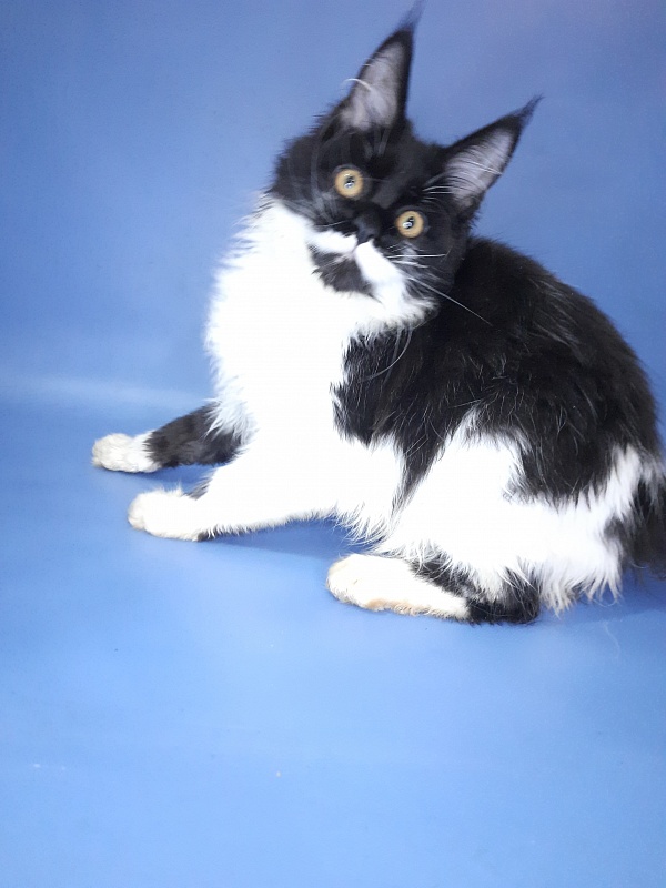 Gatto Fantastico Quinta - Kitten maine-coon 4 months 3 weeks