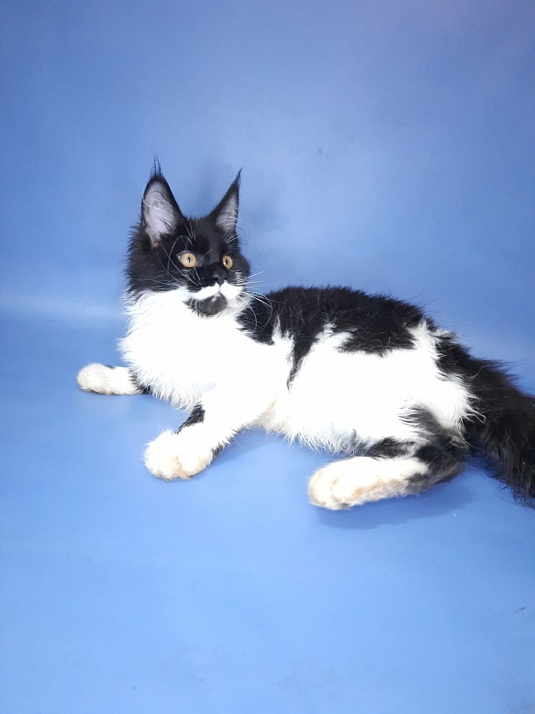 Gatto Fantastico Quinta - Kitten maine-coon 4 months 3 weeks