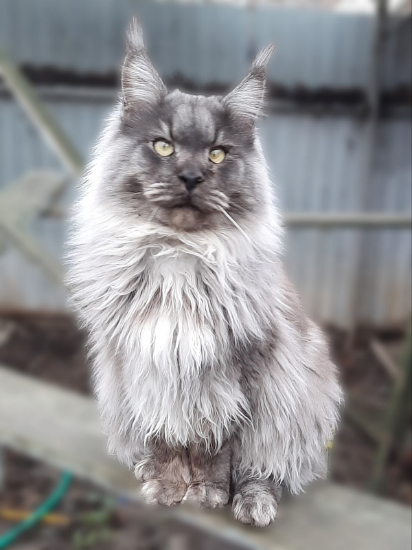 Handy Dandy Storm Shadow - Junior maine-coon 8 months 4 weeks