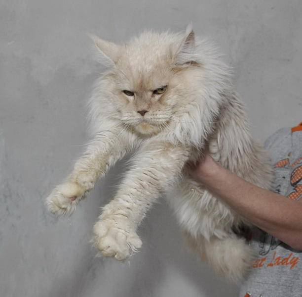 Feldcundigons Casanova - maine-coon