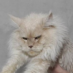 Feldcundigons Casanova